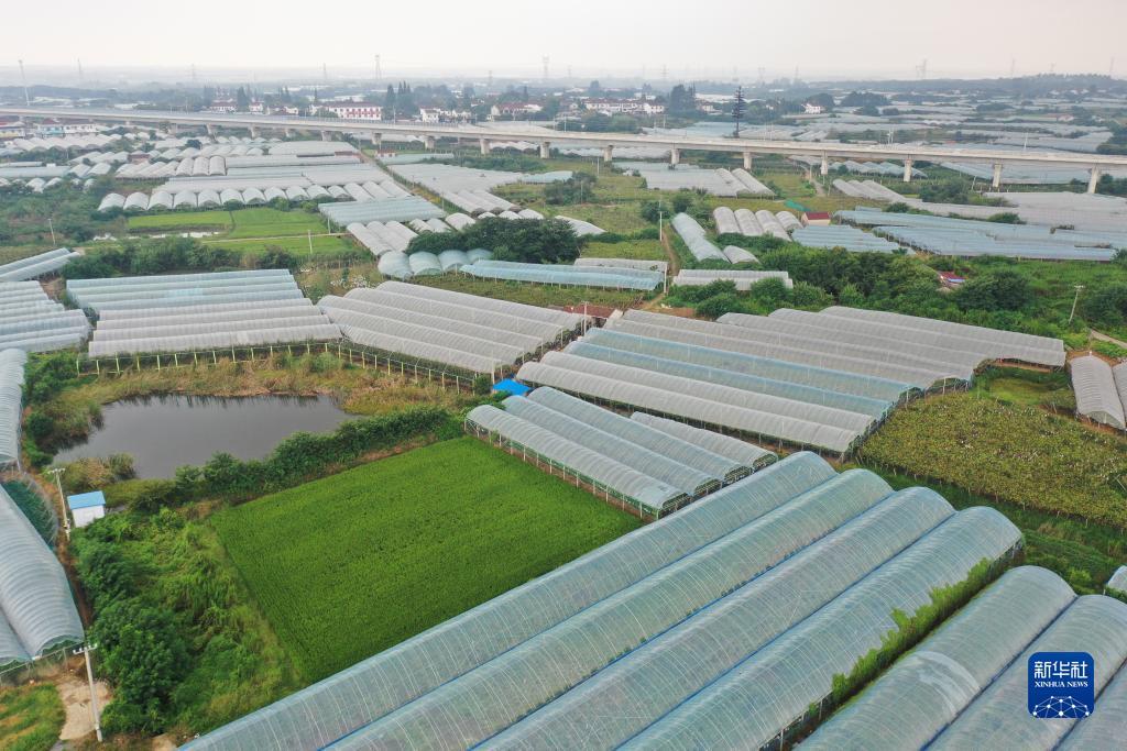 大红鹰集团